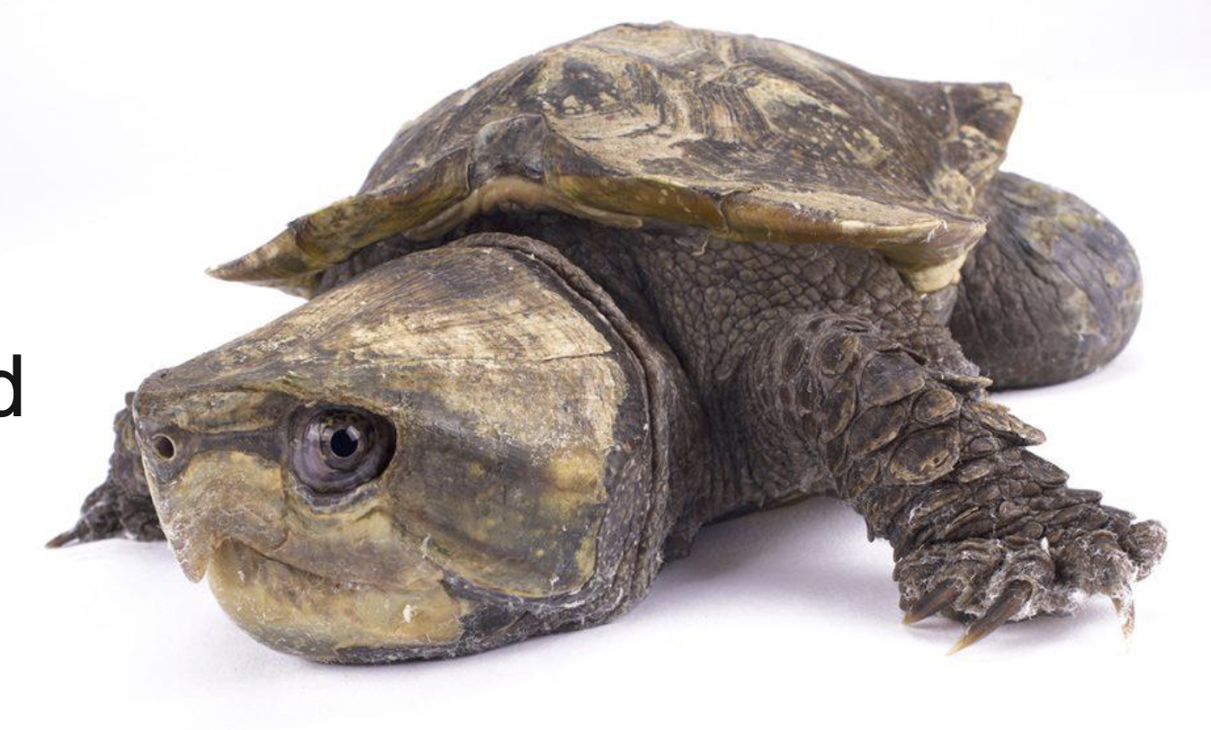 <p>Big Head Turtle</p><ul><li><p><span style="background-color: transparent;">1 sp, 3 subspecies&nbsp;</span></p></li><li><p><span style="background-color: transparent;">Huge head&nbsp;</span></p></li><li><p><span style="background-color: transparent;">Asia&nbsp;</span></p></li><li><p><span style="background-color: transparent;">Can not retract head&nbsp;</span></p></li><li><p><span style="background-color: transparent;">Mainly terrestrial and can climb&nbsp;</span></p></li><li><p><span style="background-color: transparent;">Not a good swimmer&nbsp;</span></p></li></ul><p></p>