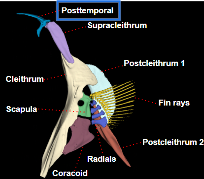 <p><span style="background-color: transparent;">&nbsp;for skull articulation, two prongs/<u>processes</u> (any structure with elongated pointed end, sticks out from main structure</span></p>
