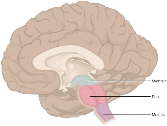 <ol><li><p>midbrain</p></li><li><p>pons</p></li><li><p>medulla oblongata</p></li></ol><p></p>
