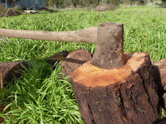 <p>US: /æks/UK: /æks/ Example: He chopped the firewood using a sharp heavy _____. A tool with a heavy metal blade used for chopping wood. Rìu lớn Cán dài, dùng cả 2 tay để đốn cây, bổ củi lớn.</p>