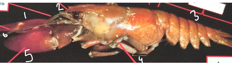 <p>what is point 1 on this crayfish</p>