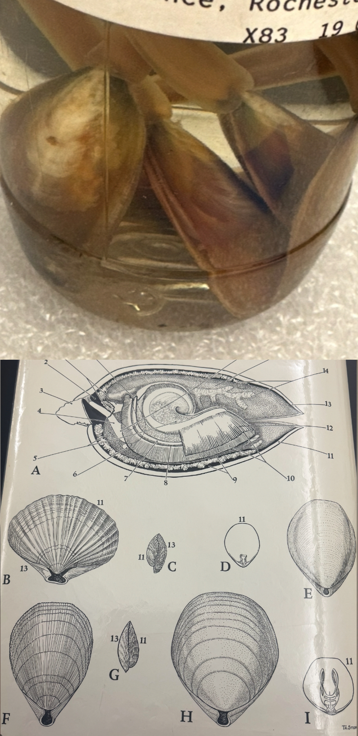 <p>Phylum</p>