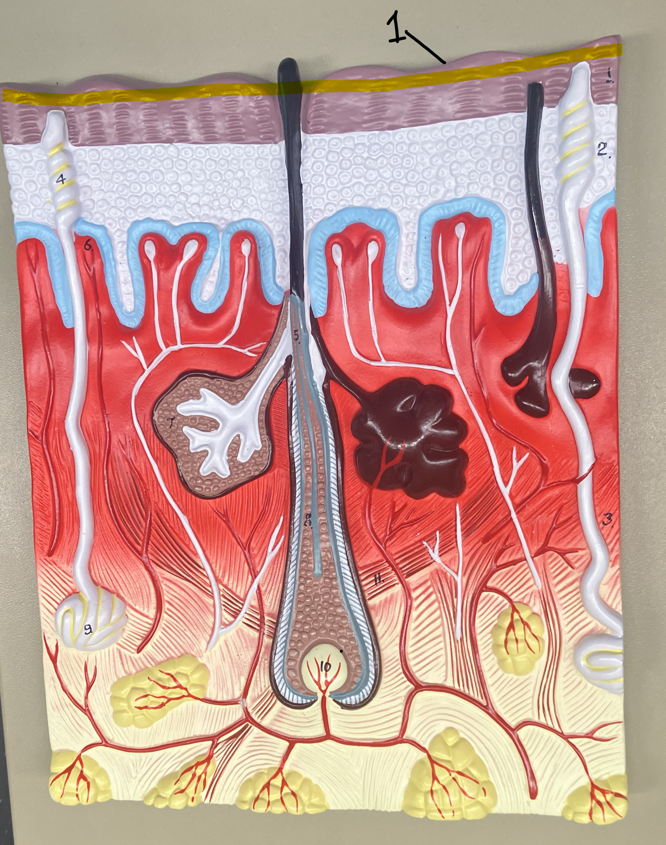<p>outermost layer of the epidermis &amp; first line of defense</p>