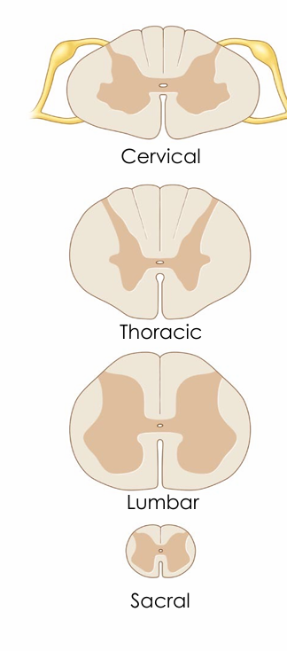 <ul><li><p>Supports pelvic organ and lower limb innervation</p></li></ul><p></p>