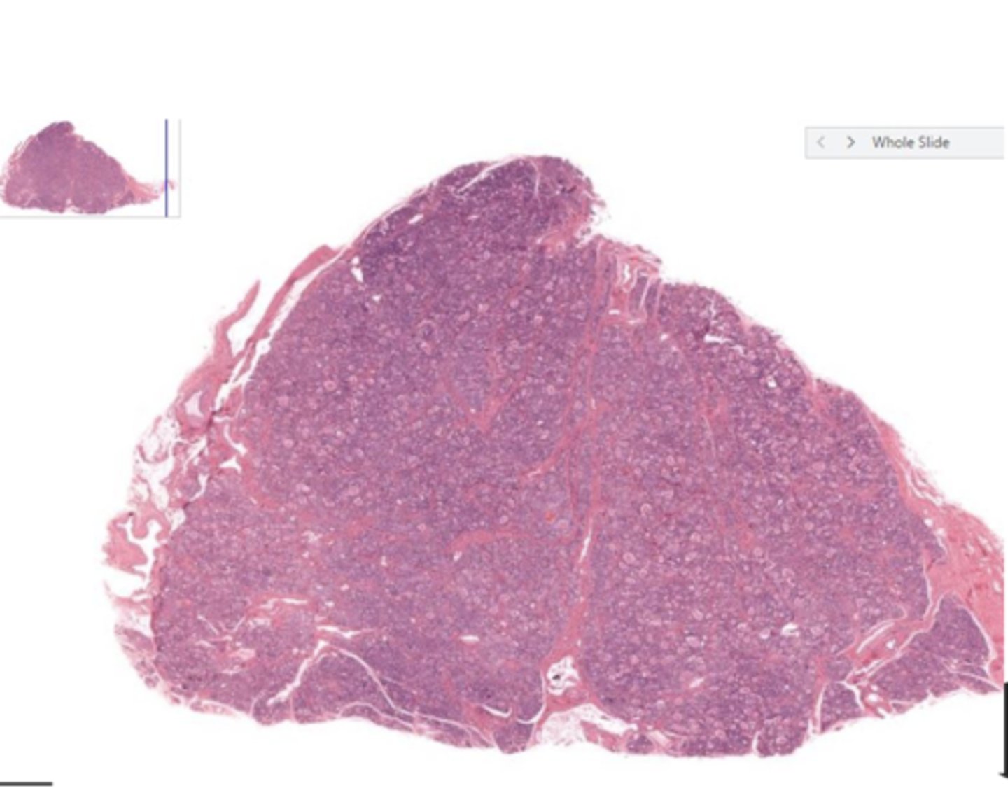 <p>Identify the organ</p>