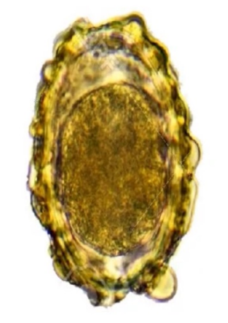 <p>specific type of egg, and nematode</p>