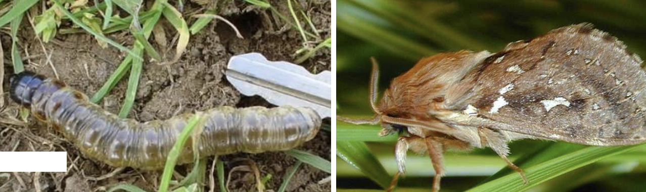 <p><strong>Type:</strong> Insect (moth larva)<br><strong>Life cycle:</strong> Annual<br><strong>Key persistence / spread:</strong> Eggs laid on pasture; larvae live in soil burrows<br><strong>Farming systems:</strong> Pastures</p><p><strong> How to identify</strong></p><p>Pasture damage appears as bare or thinned patches, often noticed in winter or early spring. Unlike root‑feeding damage, plants appear grazed rather than uprooted.</p><p>Larvae live in vertical burrows in the soil and emerge at night to feed on leaves. Damage is rarely seen during the day.</p><p>Larvae are long, smooth caterpillars, brown to greenish, and may retreat quickly into burrows when disturbed.</p><p>Presence is often confirmed by inspecting pasture at night with a torch.</p>