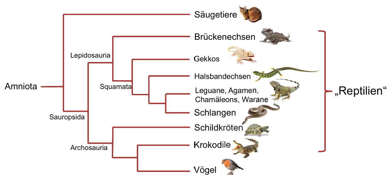 <p>Synapsida</p><ul><li><p><span>Säugetiere</span></p></li><li><p><span>Säugetierähnliche Reptilien (ausgestorben)</span></p></li></ul><p>Lepidosauria</p><ul><li><p><span>Sphenodontia (Brückenechsen)</span></p></li><li><p><span>Squamata (Echsen, Schlangen)</span></p></li></ul><p>Archosauria</p><ul><li><p><span>Krokodile</span></p></li><li><p><span>Dinosaurier (ausgestorben)</span></p></li><li><p><span>Flugsaurier (ausgestorben)</span></p></li><li><p><span>Schildkröten</span></p></li><li><p><span>Vögel</span></p></li></ul><ul><li><p><span>Krokodile und Vögel Schwesterngruppen da beide Kaumagen, geschlossene Herzscheidewand, Oviparie, Brutpflege, Nestbau</span></p></li></ul><p></p>