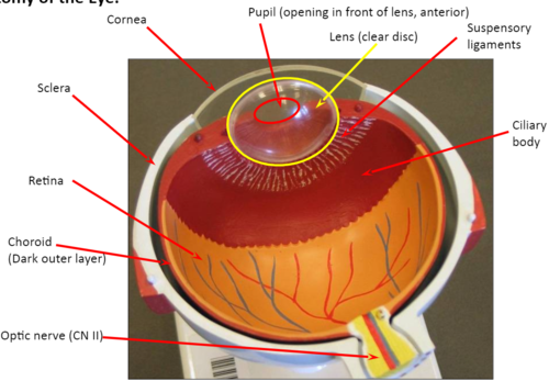 <p>held in place by suspensory ligaments </p><p></p>