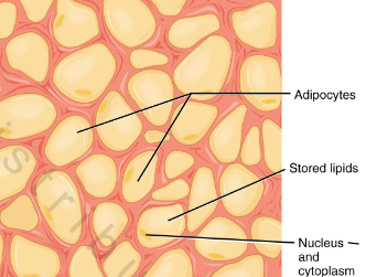 <p>Triglyceride storage</p><p>• Mostly storage; very little ground substance</p>