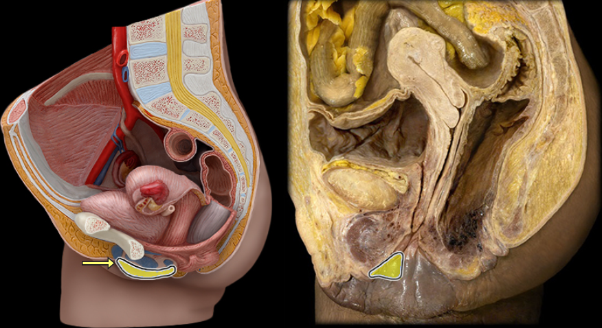 <p>what part of the female pelvis is this</p>