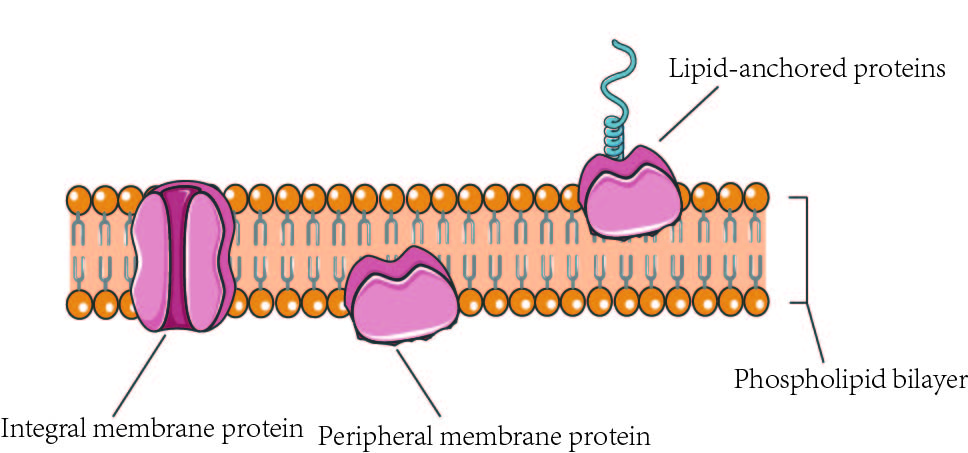 <p>proteins embedded in the phospholipid layer</p>