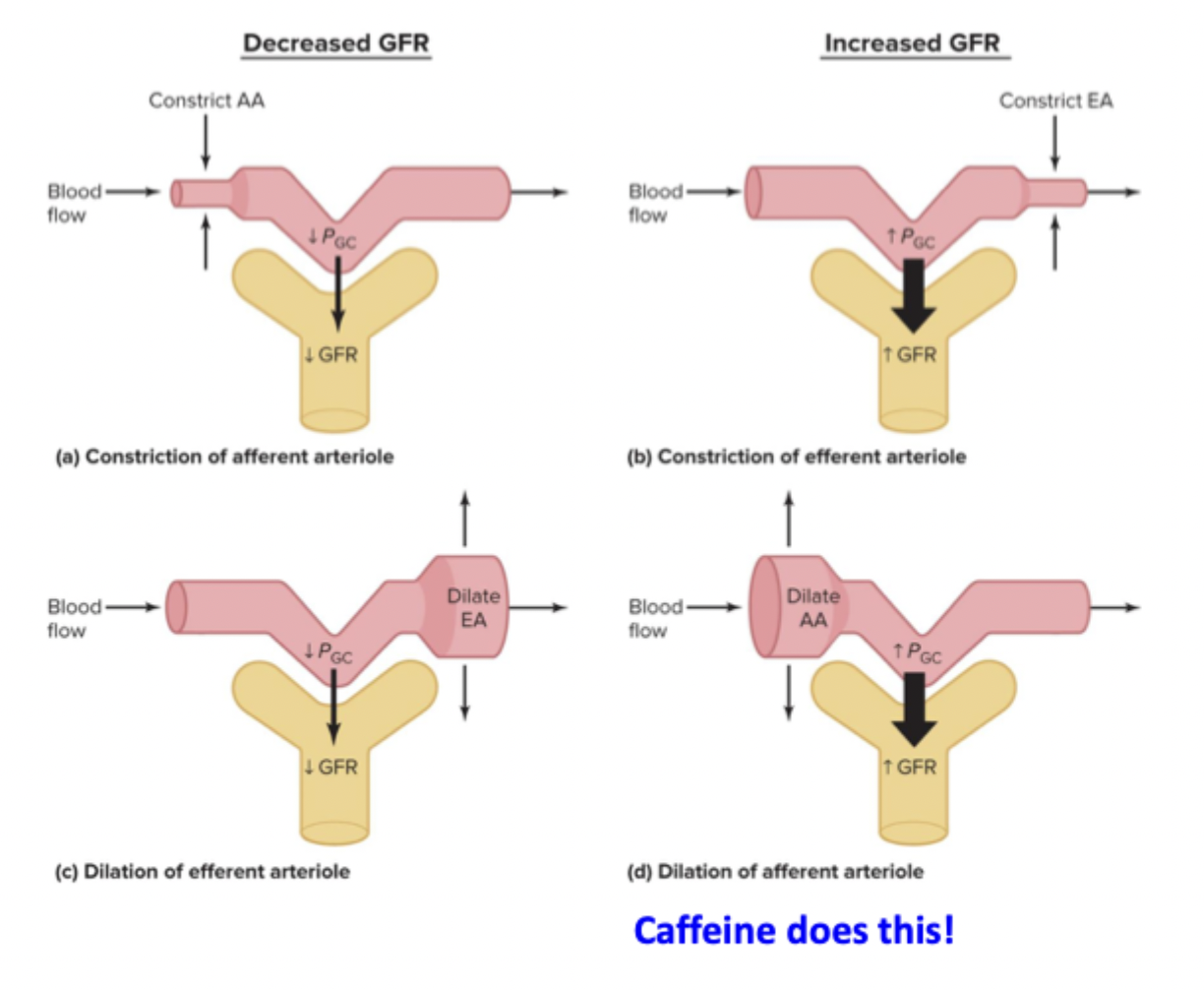 <p>Decreased GFR</p><ul><li><p>Constricting afferent arteriole</p></li><li><p>Dilating efferent arteriole</p></li></ul><p>Increased GFR </p><ul><li><p>Constricting efferent arteriole</p></li><li><p>Dilated afferent arteriole</p></li></ul><p></p>