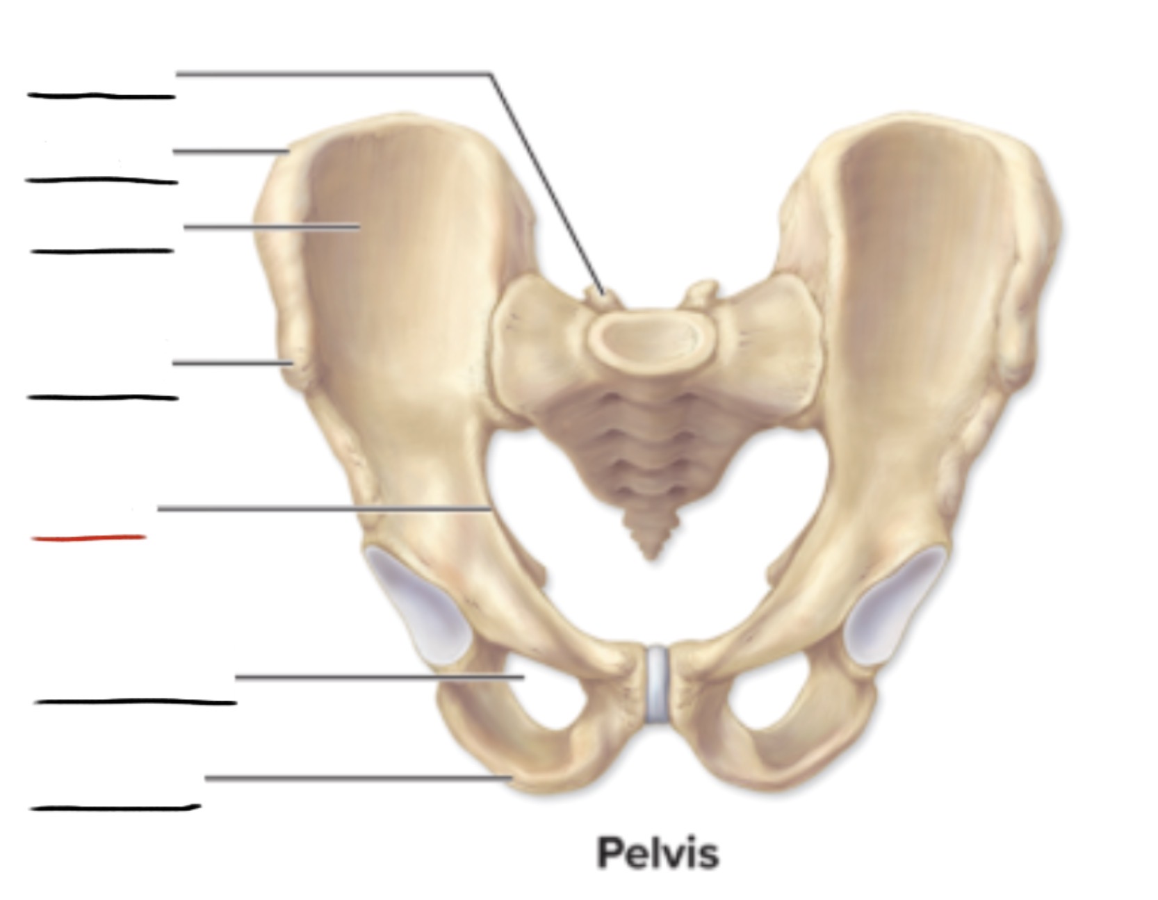 <p><strong>Anatomic Term</strong></p><p>Description</p><p>(General Structure)</p>