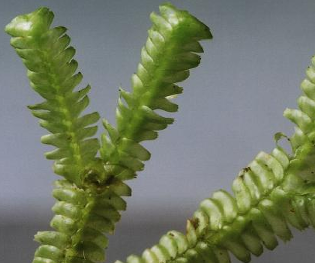 <p>thallus is divided into leaf-like projections, looks like flattened moss</p>