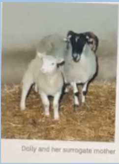 <p><span style="background-color: transparent;">Based on what we discussed in class and looking at the picture of Dolly and her surrogate mother, what can be concluded? Hint: select more than one answer</span></p><p><span style="background-color: transparent;">A. Differentiated cells, given the required nutrition, can divide until they form a whole organism</span></p><p><span>B. Differentiated cells, like skin cells, contain all the genetic instructions needed to direct the formation of a complete organism</span></p><p><span>C. Dolly is not genetically related to her mother</span></p><p><span style="background-color: transparent;">D. Differentiated cells lack some genetic information normally found in an egg or sperm cells</span></p>