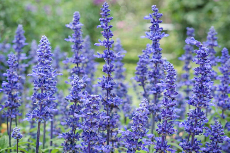 <p>blue or mealy cup sage</p>