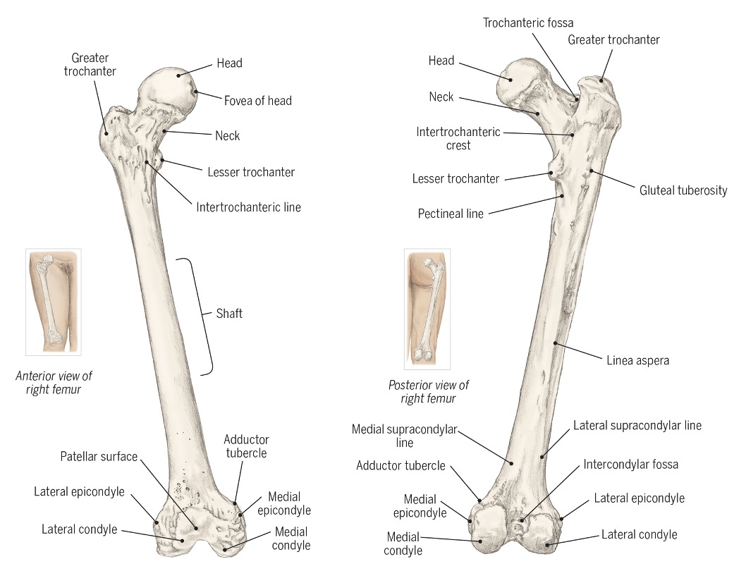 <ul><li><p><span>Longest bone in body&nbsp;</span></p></li><li><p><span>Femoral&nbsp;head:&nbsp;articulates&nbsp;with acetabulum,&nbsp;spongy&nbsp;cancellous bone</span></p></li><li><p><span>Angle&nbsp;of&nbsp;inclination:&nbsp;120°-130°&nbsp; angle from&nbsp;neck to&nbsp;axis of shaft</span></p></li></ul><p></p>