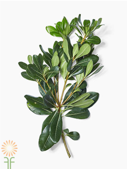 <p>Scientific name and type?</p>