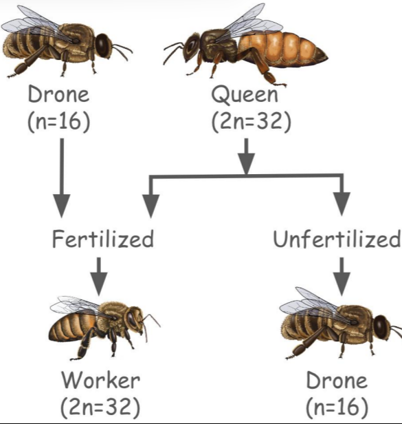 <ul><li><p>Worker bees - female, diploid, infertile</p></li><li><p>Drone bees - male, haploid, fertile</p></li><li><p>Queen bee - female, diploid, fertile</p></li></ul><p></p>