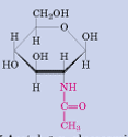 <p>Een aminosuiker met op de NH een carbonyl groep geplant die in verbinding staat met een CH3</p>
