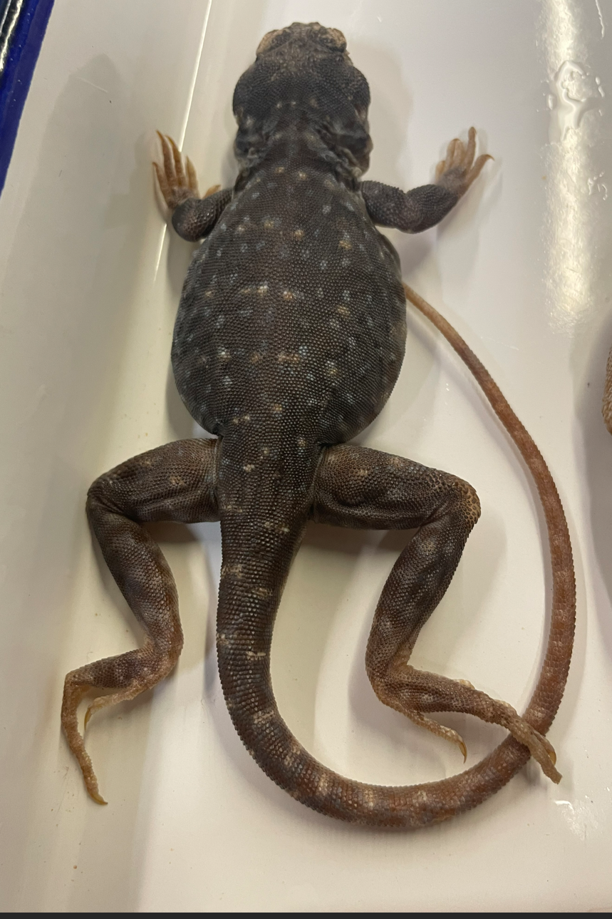 <p>Genus and species</p>