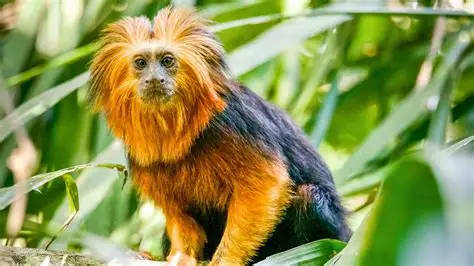 <p>Golden-headed Lion Tamarin</p>