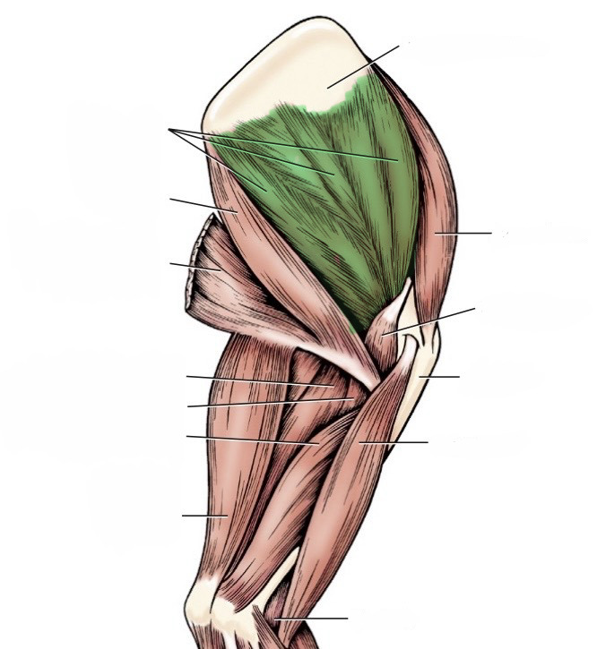 <p>action- extend the shoulder, adduct the shoulder, rotate shoulder medially</p><p>origin- subscapular fossa</p><p>insertion-lesser tubercle of humerus</p><p>innervation- subscapular n. </p>