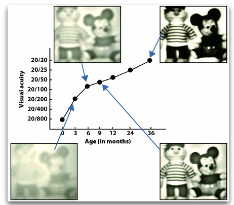 <p>veel studies bij elkaar opteld</p><ul><li><p>plaatje word wel aangepast</p></li><li><p></p></li></ul><p></p>