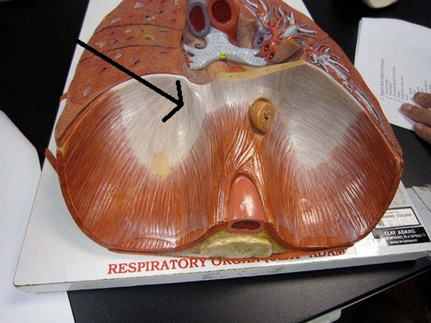 <p>central tendon</p>