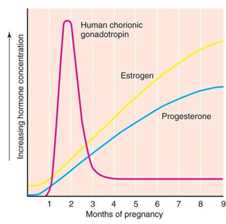 <p>hCG promotes initial increases of progesterone and estrogen</p><p>hCG declines as placenta becomes main secretor of progesterone and estrogen</p>
