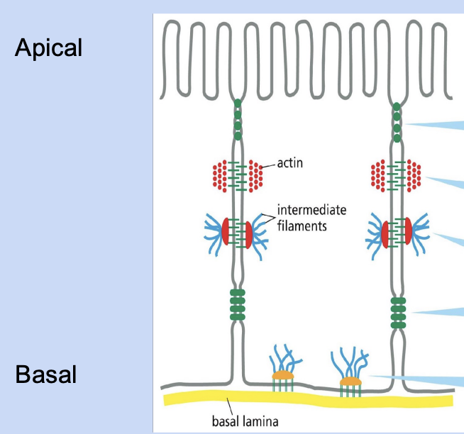 <ol><li><p>tight junction </p></li><li><p>adherens junction </p></li><li><p>desmosome </p></li><li><p>gap junction </p></li><li><p>hemidesmosome </p></li></ol><p></p>