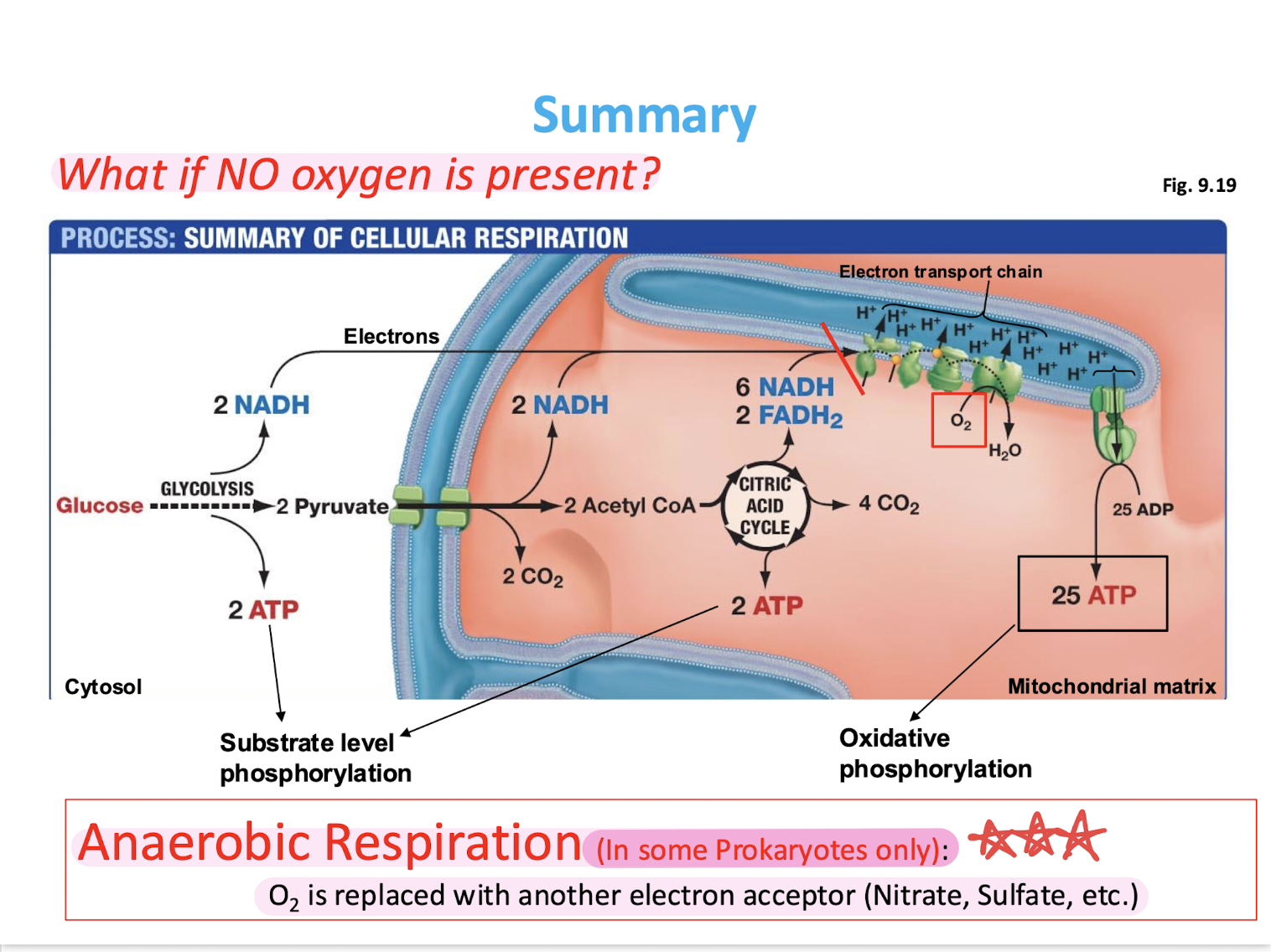 <p>Anaerobic respiration will occur!! (In some prokaryotes only) </p><ul><li><p>O2 is replaced w/another electron acceptor (nitrate, sulfate, etc)</p></li></ul><p></p>