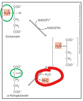 <p><strong>oxidative deamination</strong> is a reaction catalyzed by glutamate dehydrogenase (GDH), in which glutamate is converted back to alpha-ketoglutarate while releasing free ammonia.</p><p></p><p>What makes this step unique </p>
