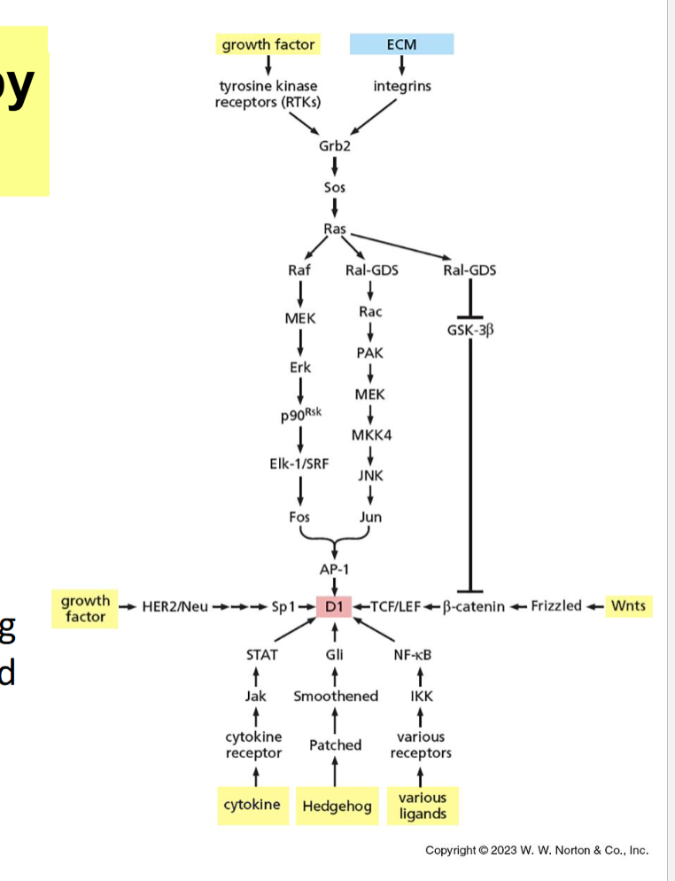<p>extracellular signals: ECM (Fak), GF, Wnt, others </p>