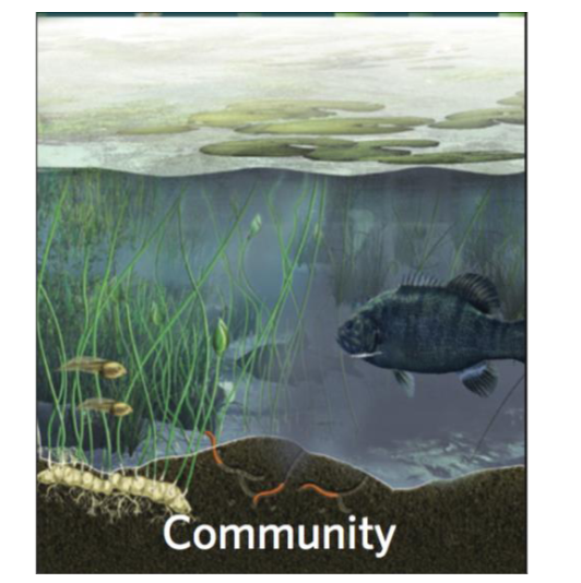 <p><span>All populations of species living together in<br>a particular area.</span></p>