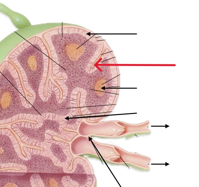 <p>Which part of lymph node:</p><ul><li><p>Extending inward from capsule</p></li></ul><p></p>