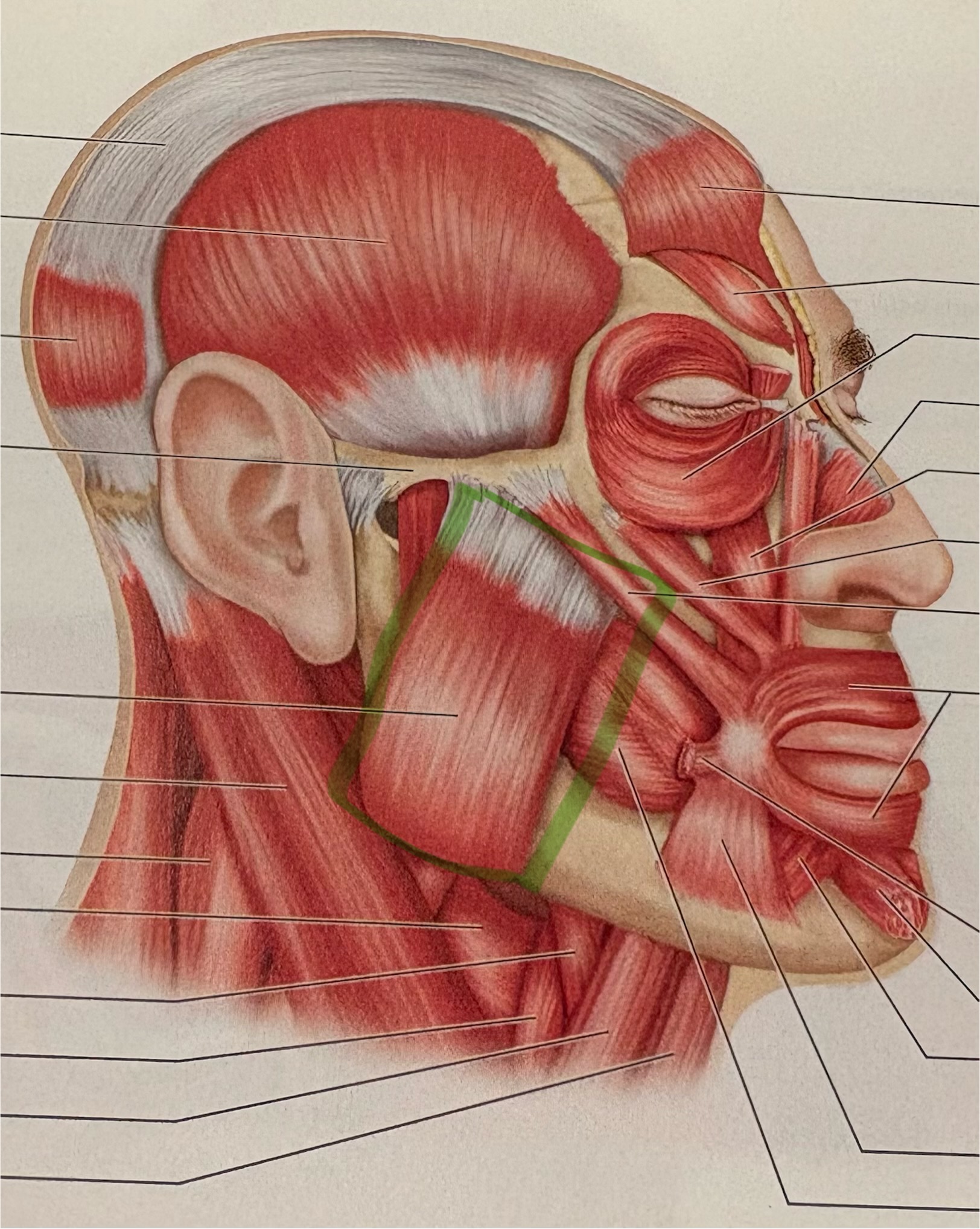 <p>what muscle is this? (In green)</p>