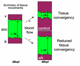 <p>endocardial cells converge toward the area of high shear and oscillatory flow; not exactly the direction of net flow</p>