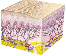 <ul><li><p>rough thick skin with distinct boarders</p></li><li><p>flexor surface of extremities</p></li><li><p>secondary to excessive rubbing, itching, or skin irriation</p></li></ul><p></p>