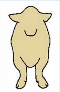 <p>legs go in at knees and out at the toes</p><p></p>