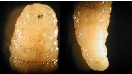 <p>Identifique e cite a forma de transmissão</p>
