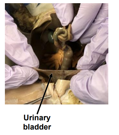 <p>A sac that stores urine before excretion.</p>