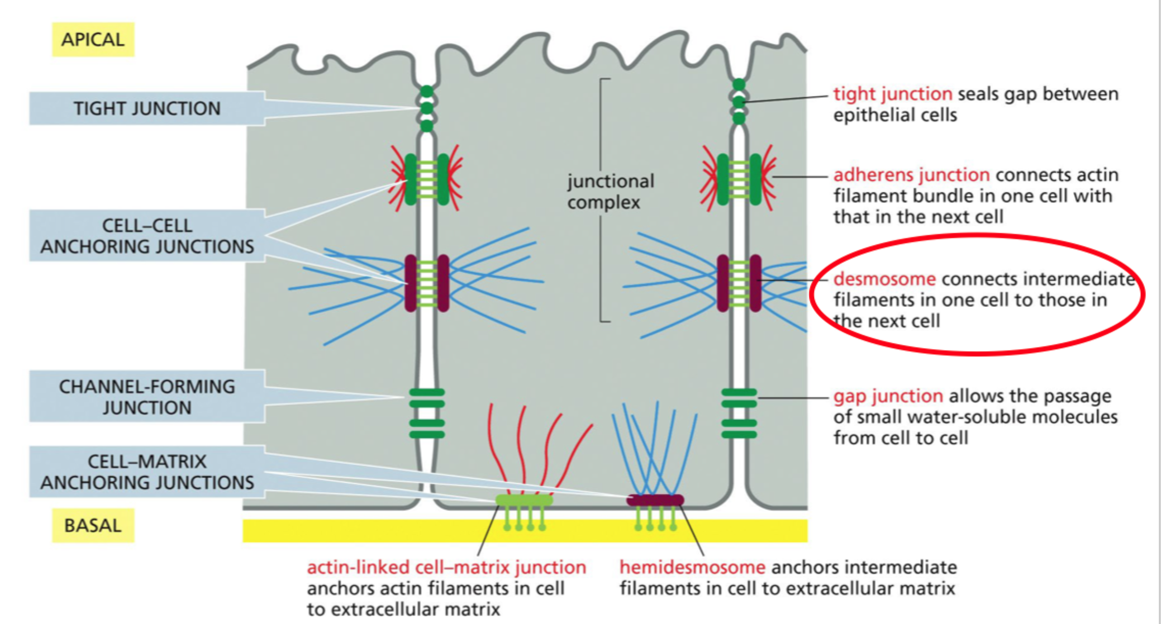 <p>Desmosomer kobler til <strong>intermediære filamenter</strong>, mens adherens junctions kobler til <strong>aktin</strong>.</p>