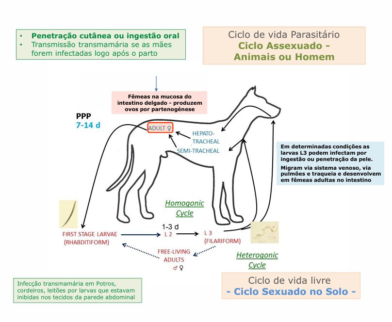 <p></p><p>2 ciclos de vida </p><ul><li><p>ciclo sexuado no solo </p></li><li><p>ciclo assexuado nos animais (partenogénese) </p></li></ul><p></p>
