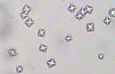 term image