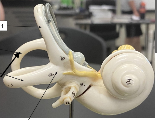 <p>ID the structure</p>