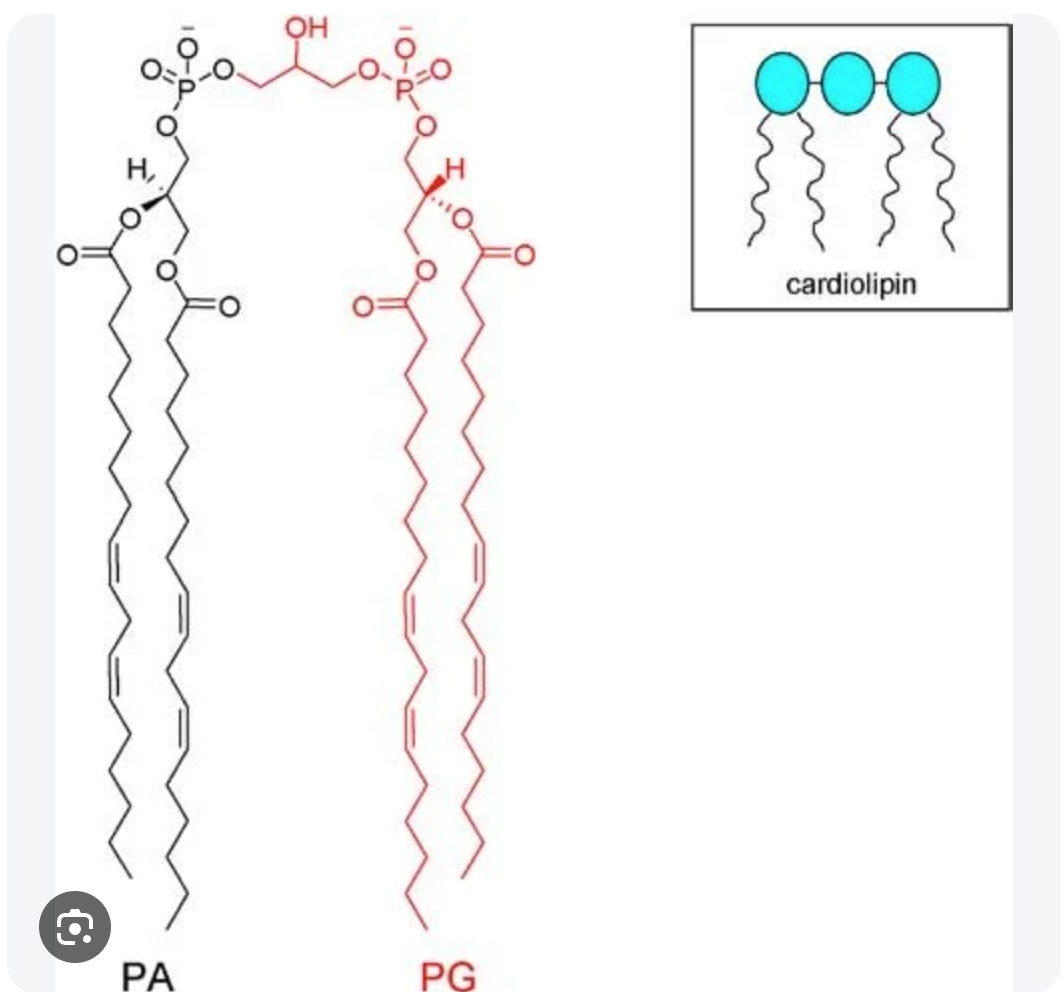 <p>H head group and cardiolipin is in the IMM, which allows it to have the sharp folds </p>
