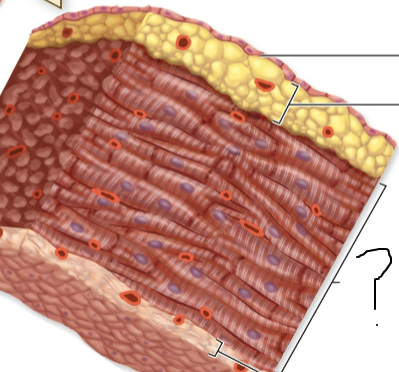 <p>cardiac muscle; thickest of the three layers</p>