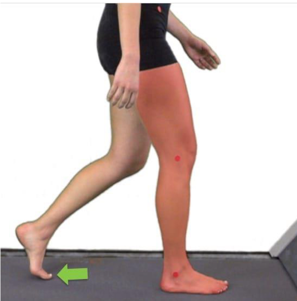 <p>begins with foot contact and ends with contralateral limb toe off</p>
